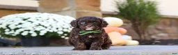 Cavapoo dogs for sale: Copper - Ad 5