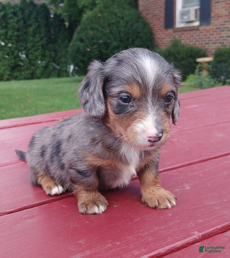 Miniature Dachshund dogs Chloe - Ad 1