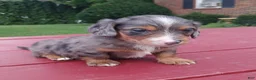 Miniature Dachshund dogs for sale: Chloe - Ad 1