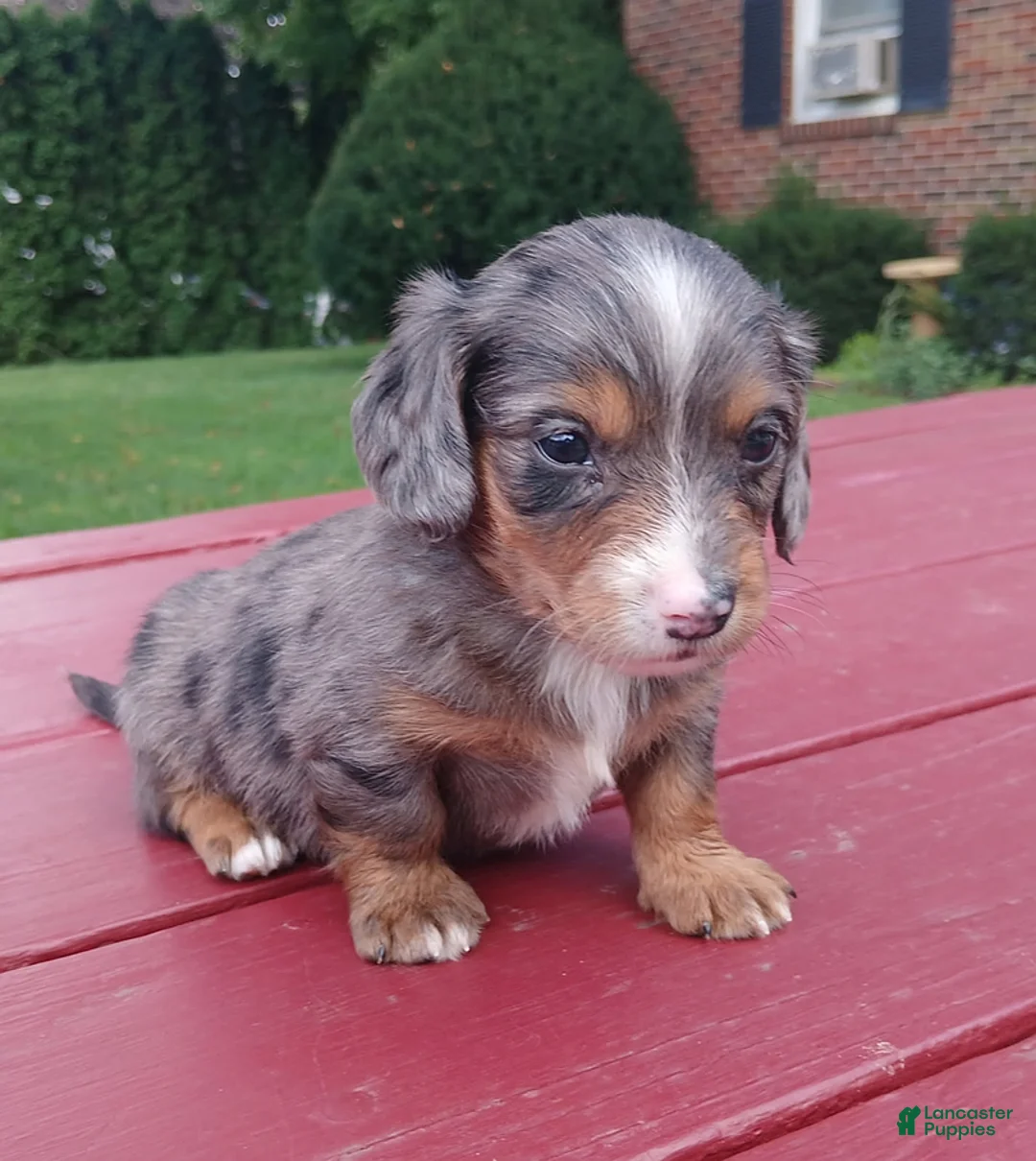 Miniature Dachshund dogs for sale: Chloe - Ad 1