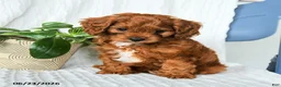 Cavapoo dogs for sale: Fernando - Ad 5