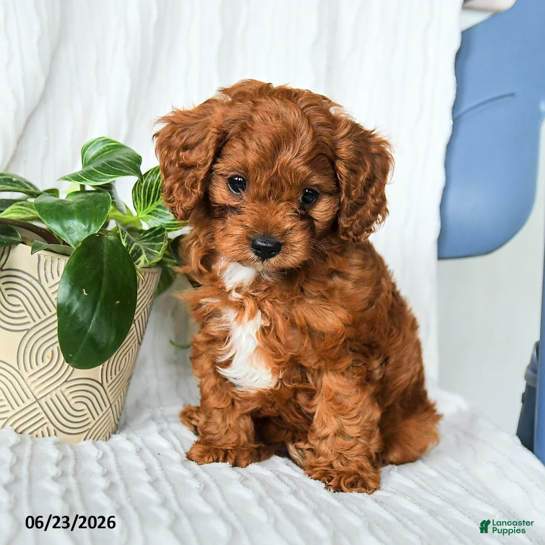 Cavapoo dogs for sale: Fernando - Ad 5