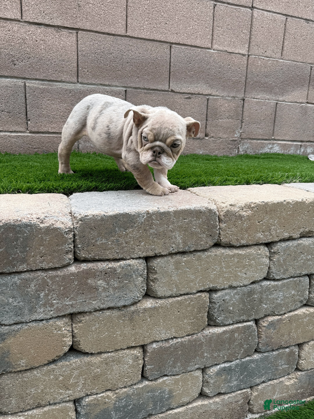 English Bulldog dogs for sale: Minnie - Ad 2