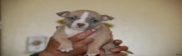 American Bully dogs for sale: Fawn Female 1 - Ad 8