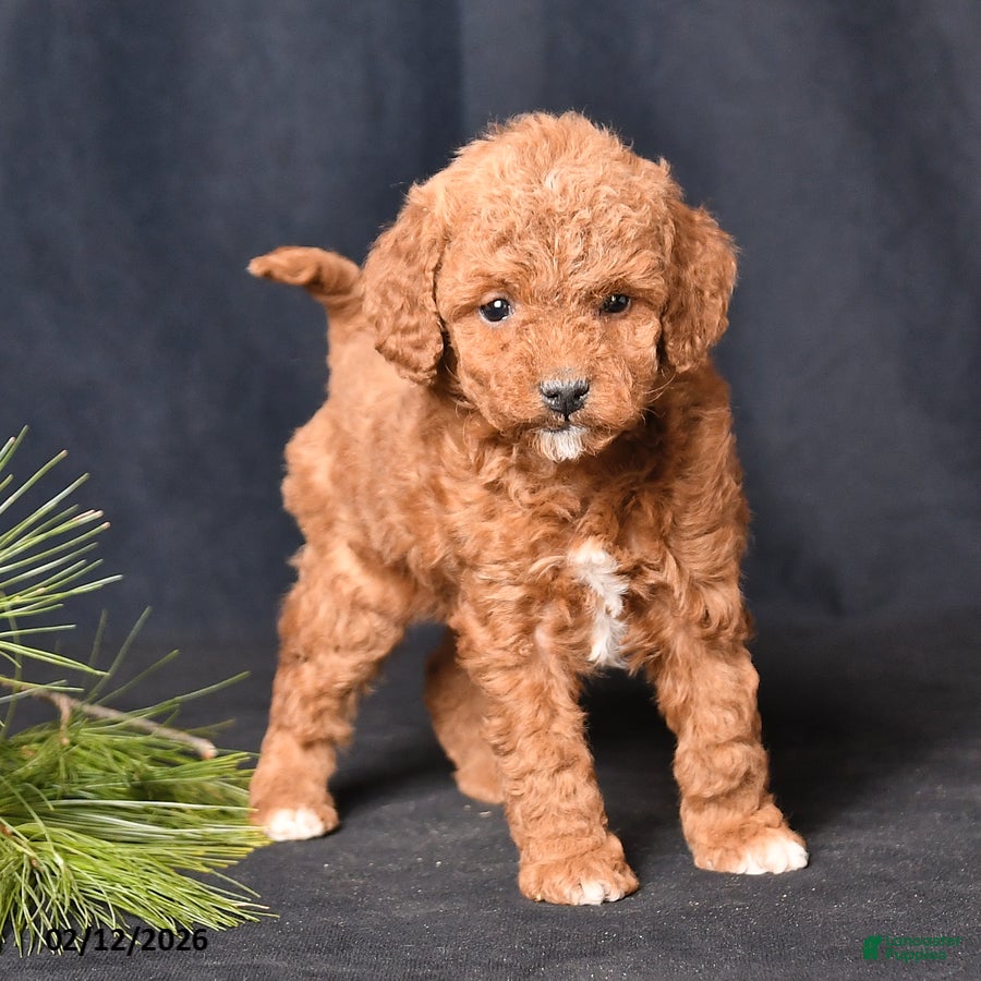 Cockapoo dogs Petunia - Ad 2