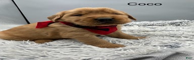 Golden Retriever Puppy -Coco