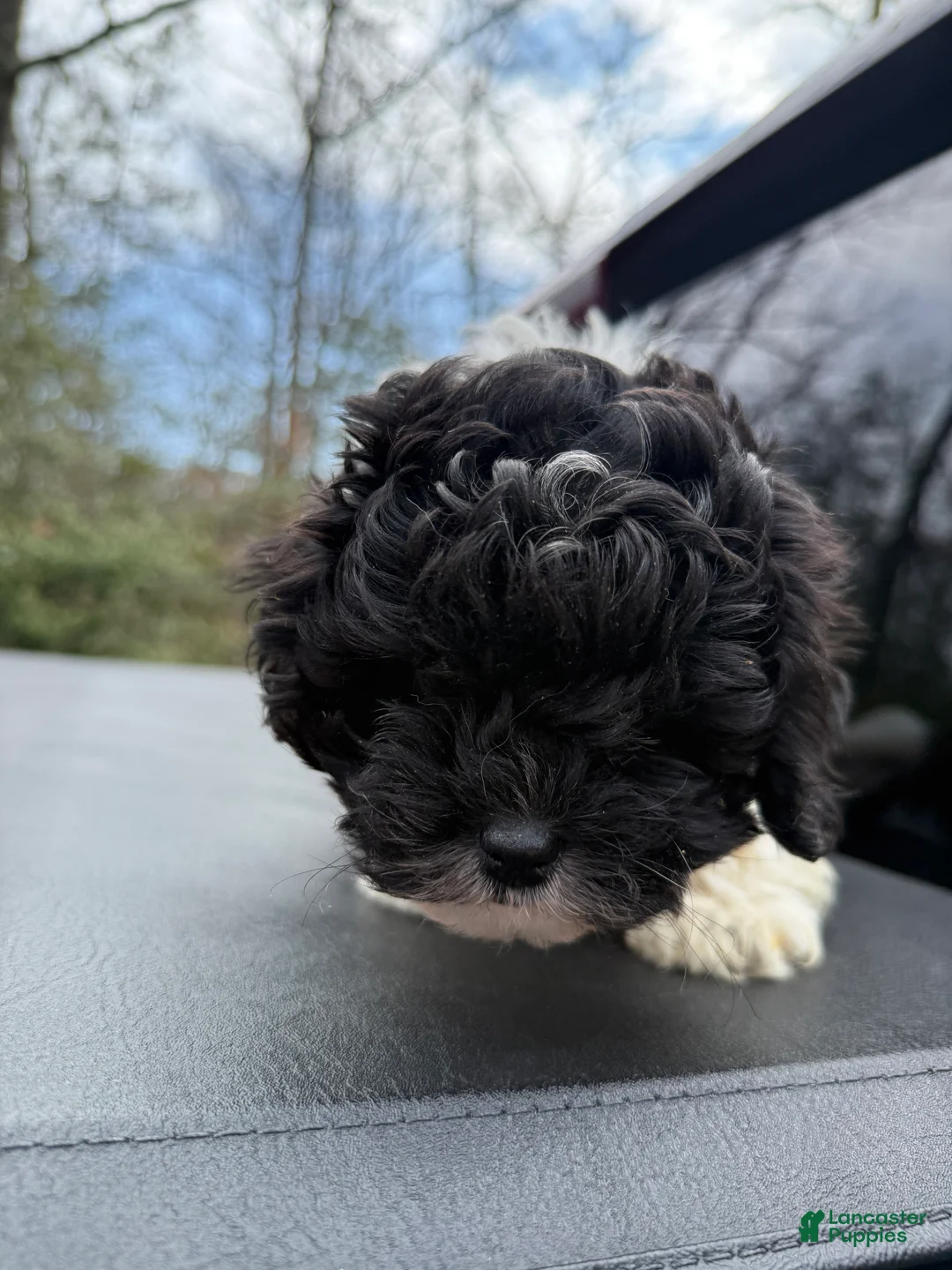 Toy Poodle dogs for sale: Toy Poodle Puppy 3 - Ad 4