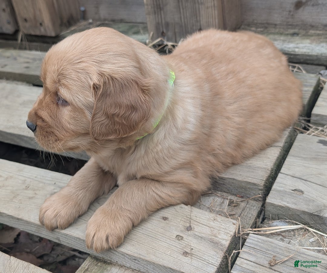 Golden Retriever dogs for sale: Max - Ad 6