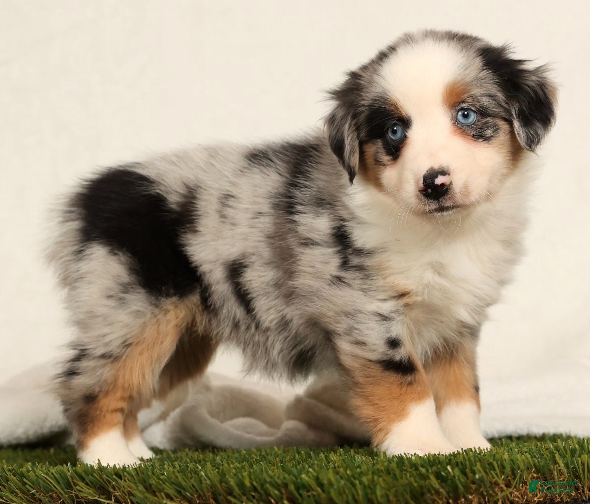 Miniature Australian Shepherd dogs Daisy - Ad 26