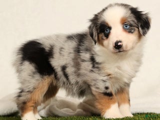 Miniature Australian Shepherd dogs Daisy - Ad 26