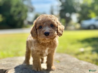 Cockapoo dogs - Ad 20