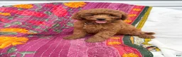 Mini Goldendoodle dogs for sale: Luna - Ad 4