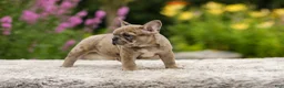 French Bulldog dogs for sale: Gretta - Ad 4