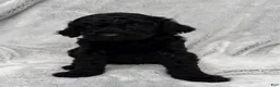 Goldendoodle dogs for sale: Baxter - Ad 3