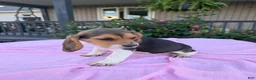 Beagle dogs for sale: Jackie - Ad 3
