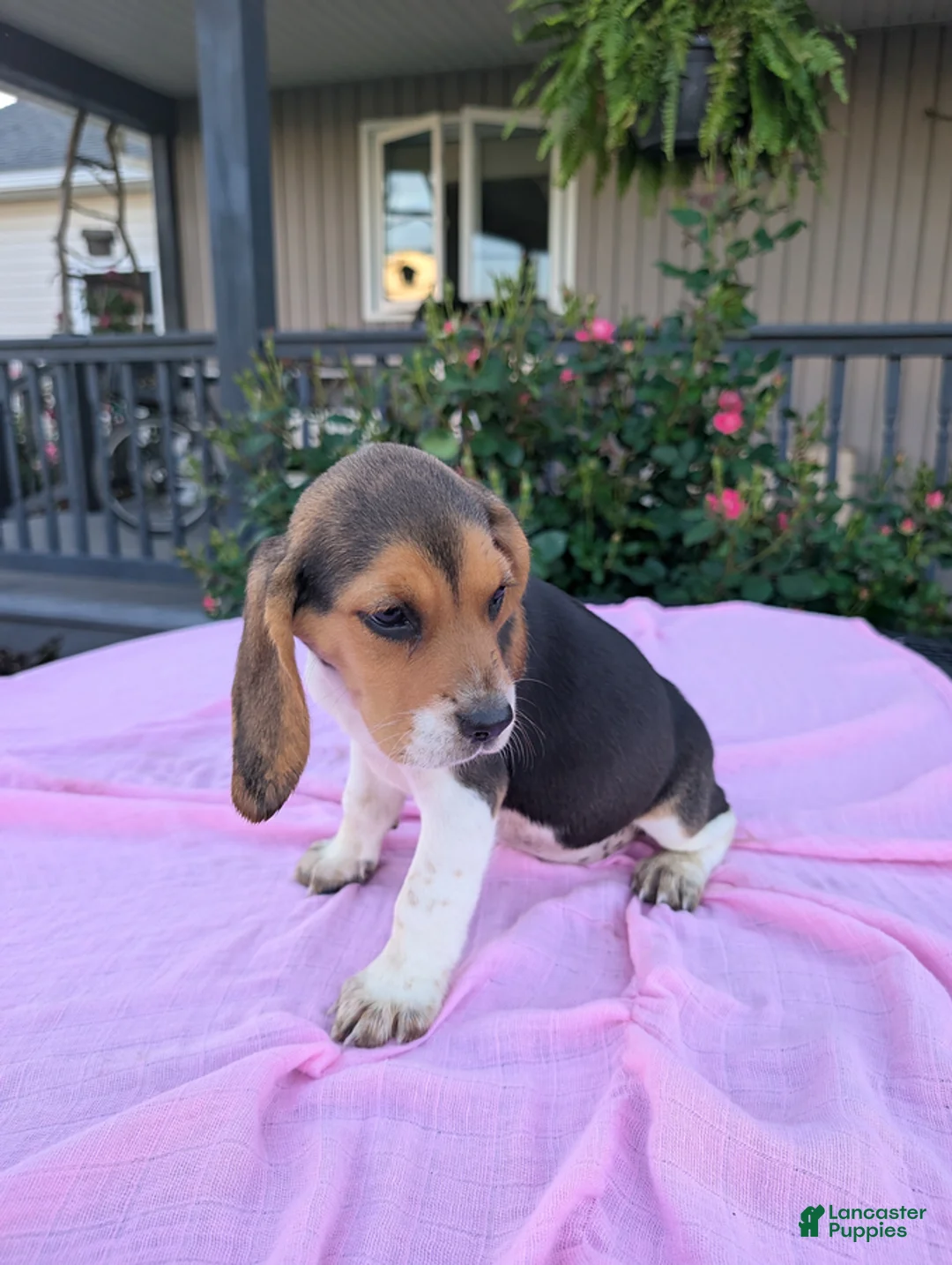 Beagle dogs for sale: Jackie - Ad 3
