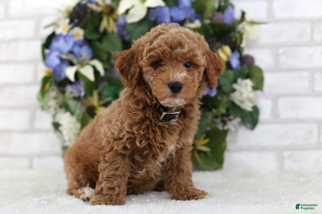 Miniature Poodle dogs for sale: Bandit - Ad 2