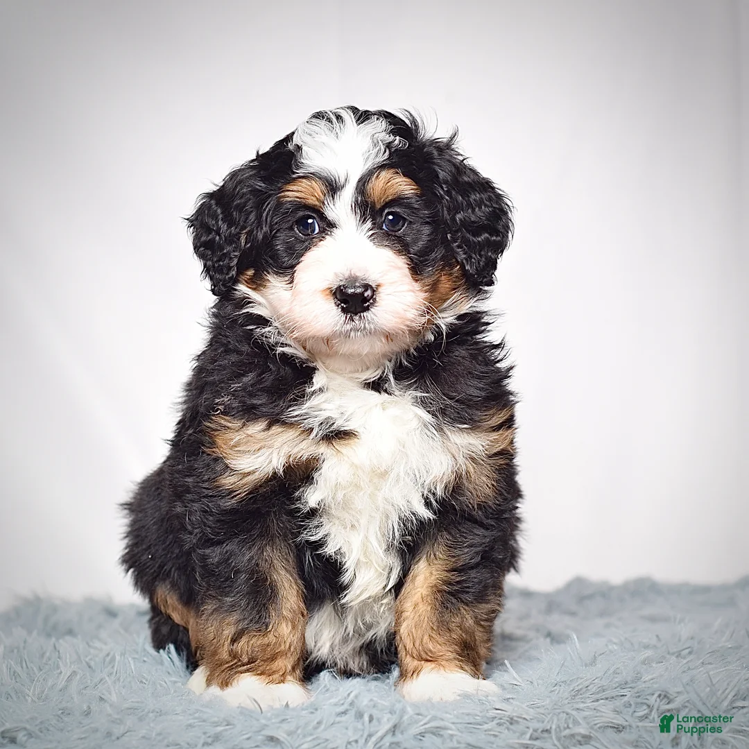 Mini Bernedoodle dogs for sale: Mini Bernedoodle Puppy 1 - Ad 1
