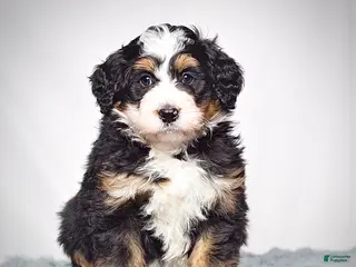 Mini Bernedoodle dogs Mini Bernedoodle Puppy 1 - Ad 8