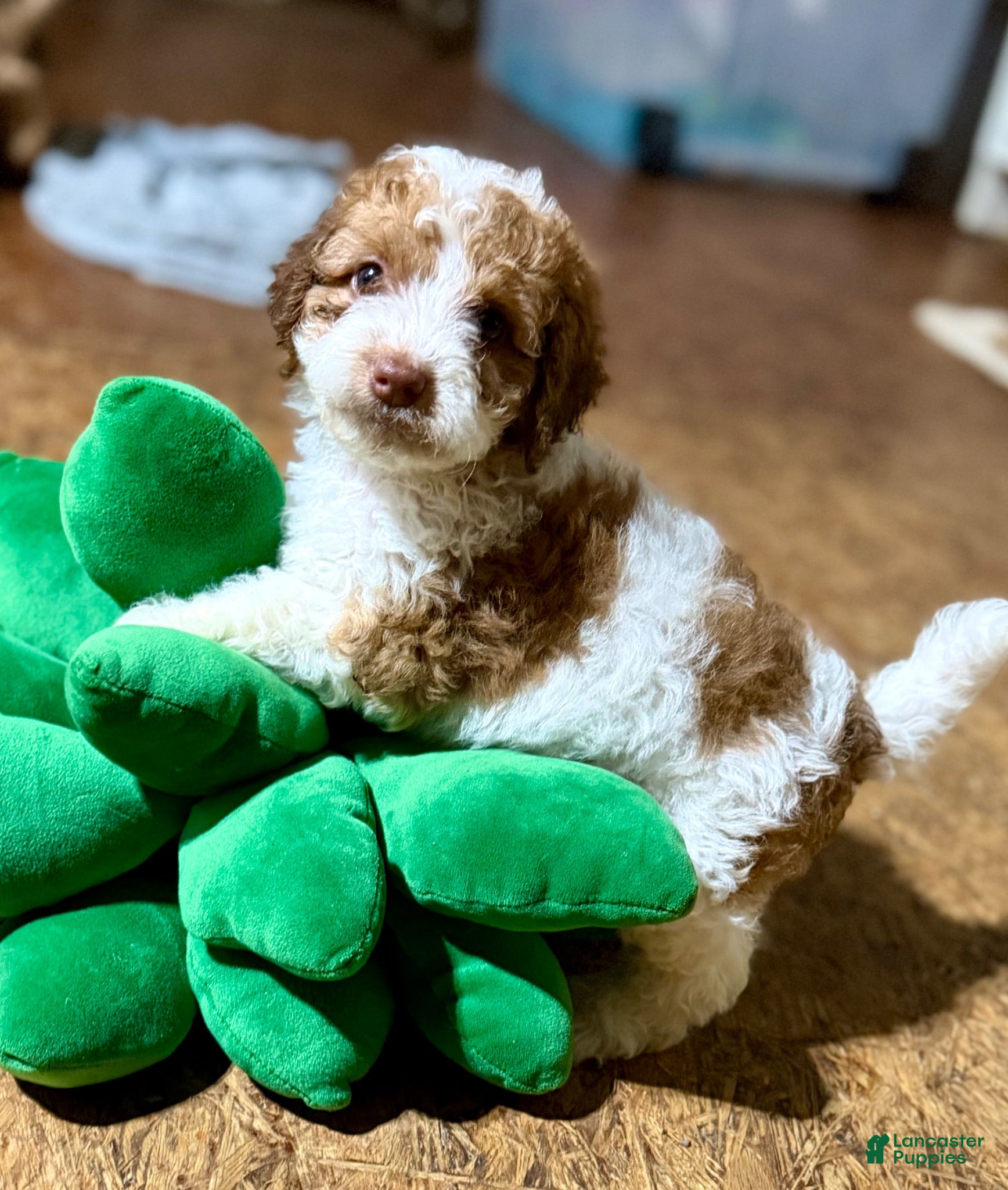 Cockapoo dogs Cockapoo 4 - Ad 14