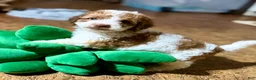 Cockapoo dogs for sale: Cockapoo 4 - Ad 1