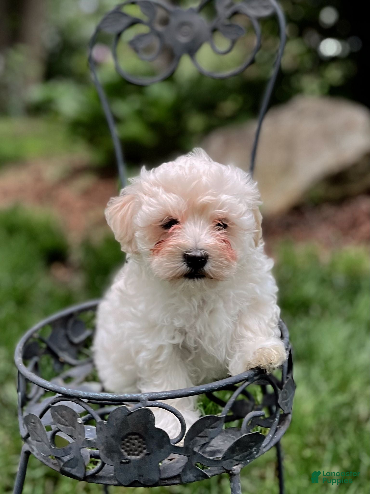 Maltipoo dogs for sale: Maltipoo Puppy 1 - Ad 3