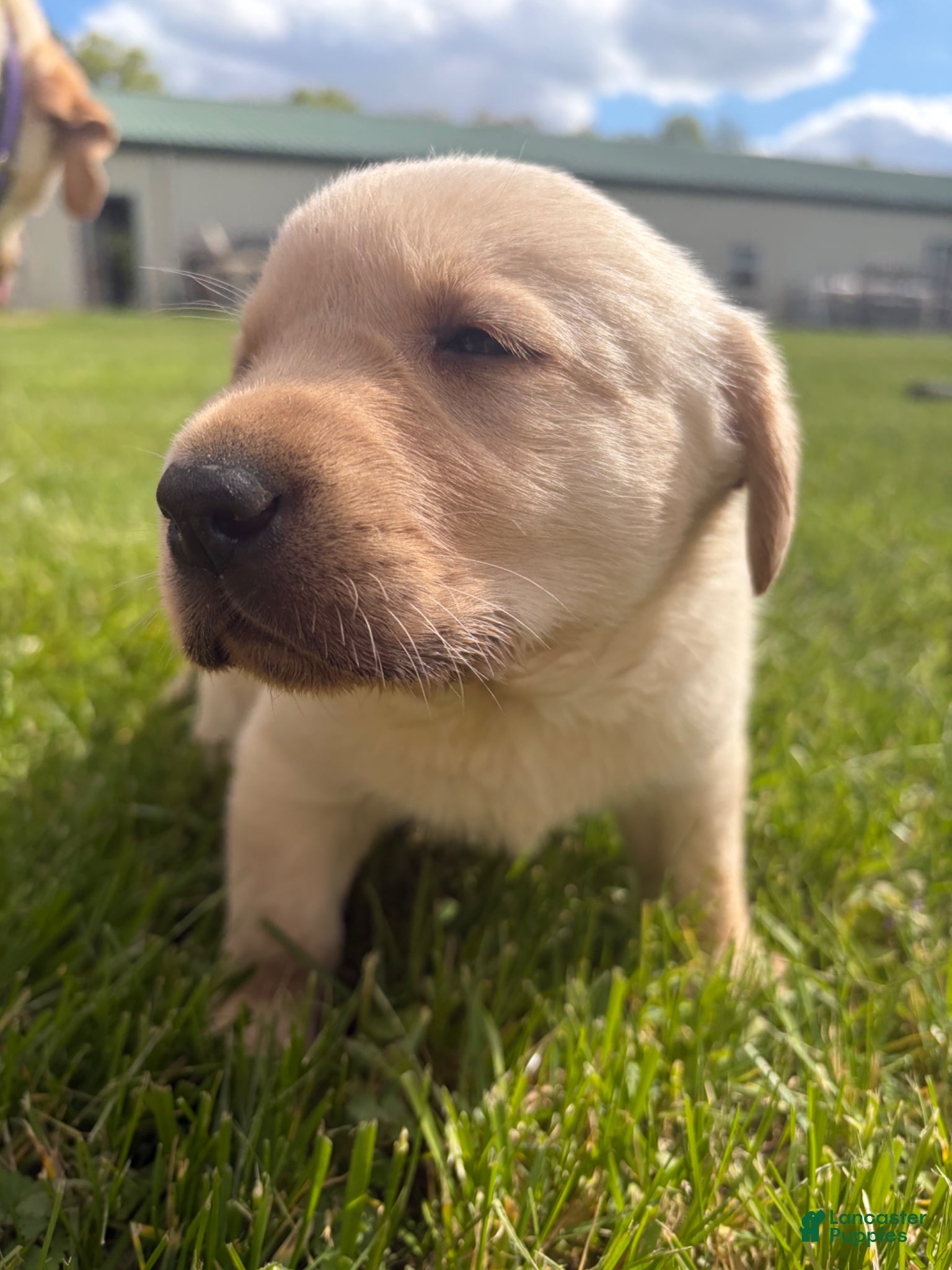 Labrador Retriever dogs Carlos - Ad 1