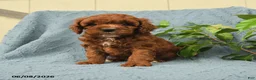 Cavapoo dogs for sale: Herbert - Ad 3