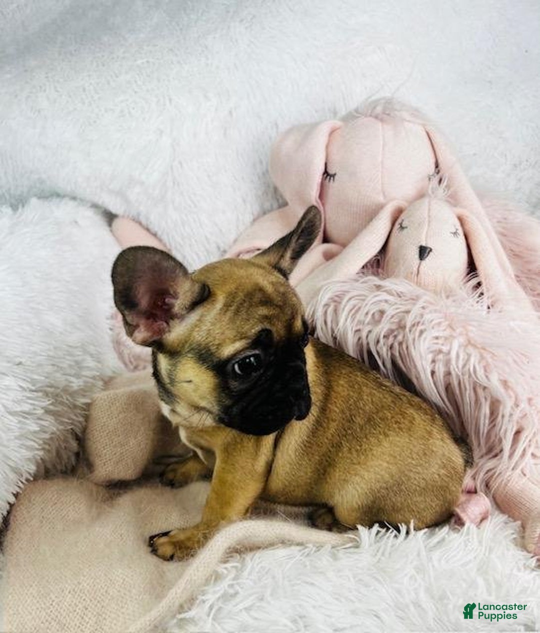 French Bulldog dogs for sale: Frank - Ad 4