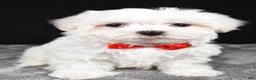 Maltese dogs for sale: Will - Ad 6