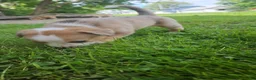 Mixed Breed dogs for sale: Potato - Ad 6