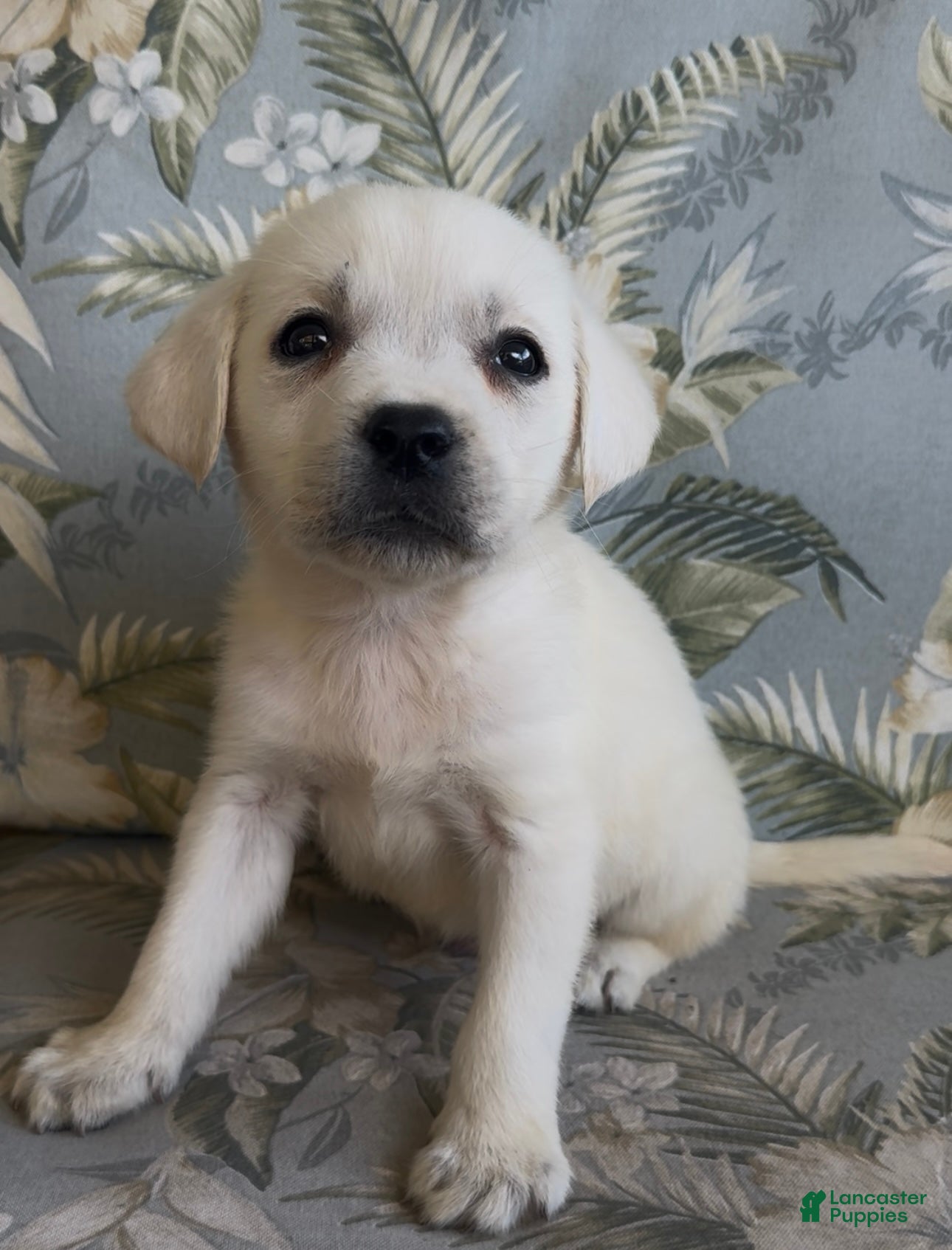 Labrador Retriever dogs Labrador Retriever Male Seth - Ad 4