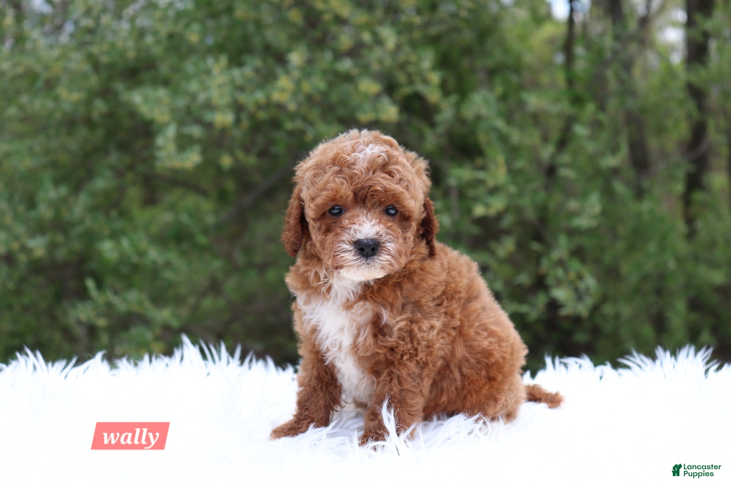 Cavapoo dogs for sale: Wally - Ad 4