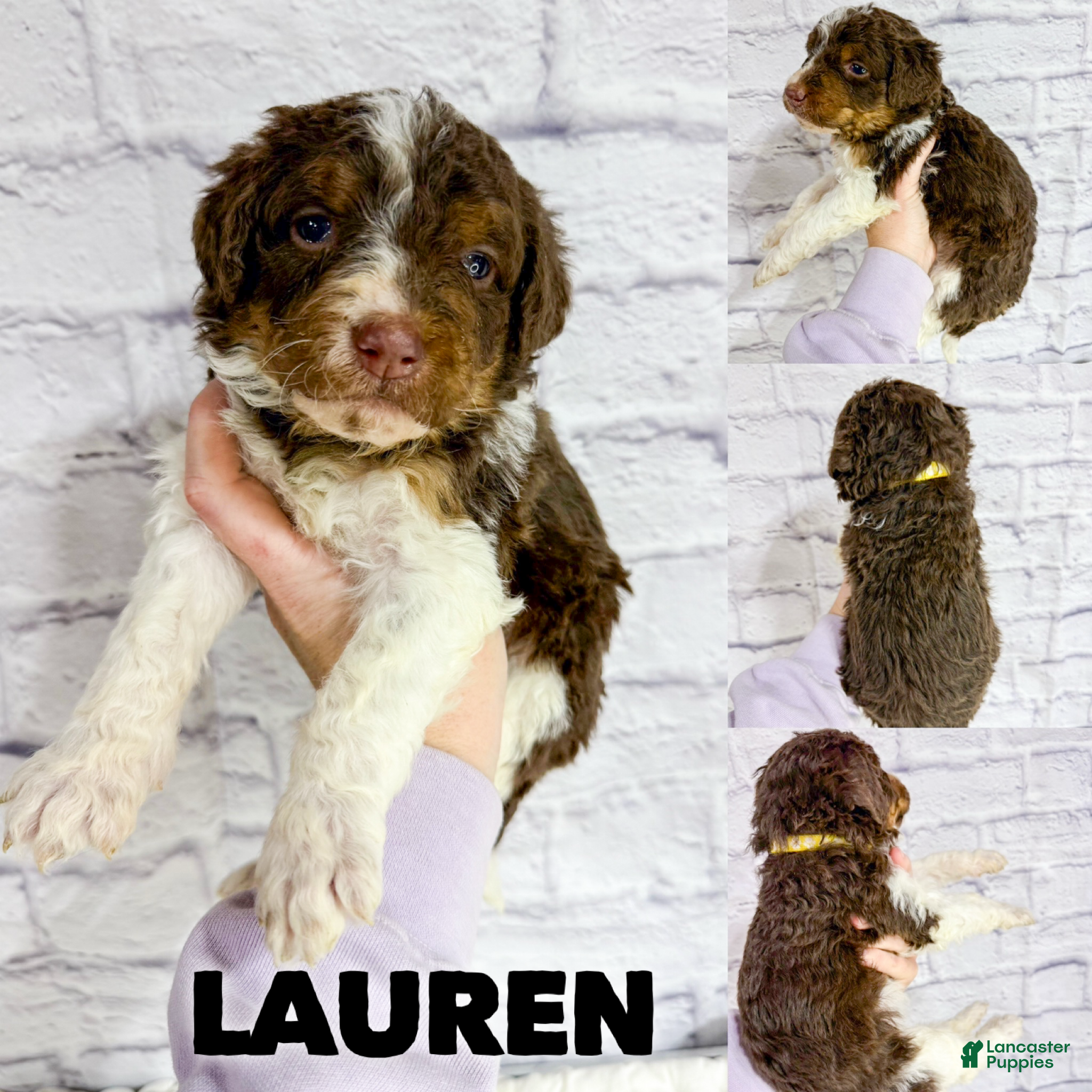 Saint Berdoodles dogs Lauren - Standard F1b - Ad 4