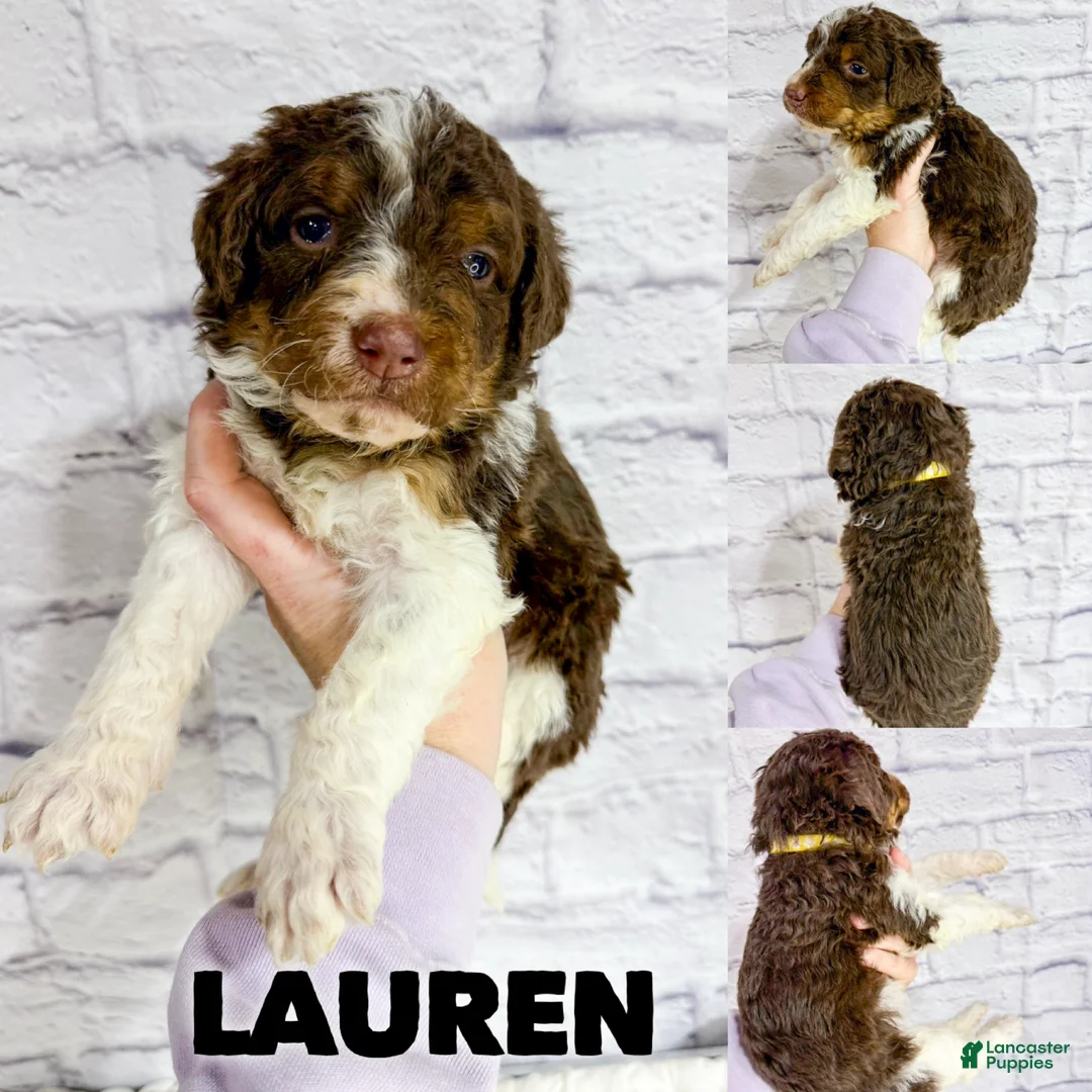 Saint Berdoodles dogs for sale: Lauren - Standard F1b - Ad 1