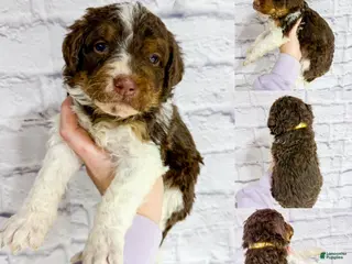 Saint Berdoodles dogs Lauren - Standard F1b - Ad 11