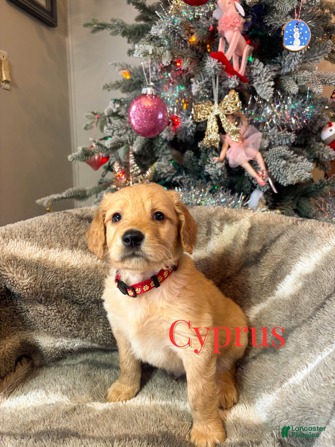 Goldendoodle dogs for sale: Cyprus - Ad 2