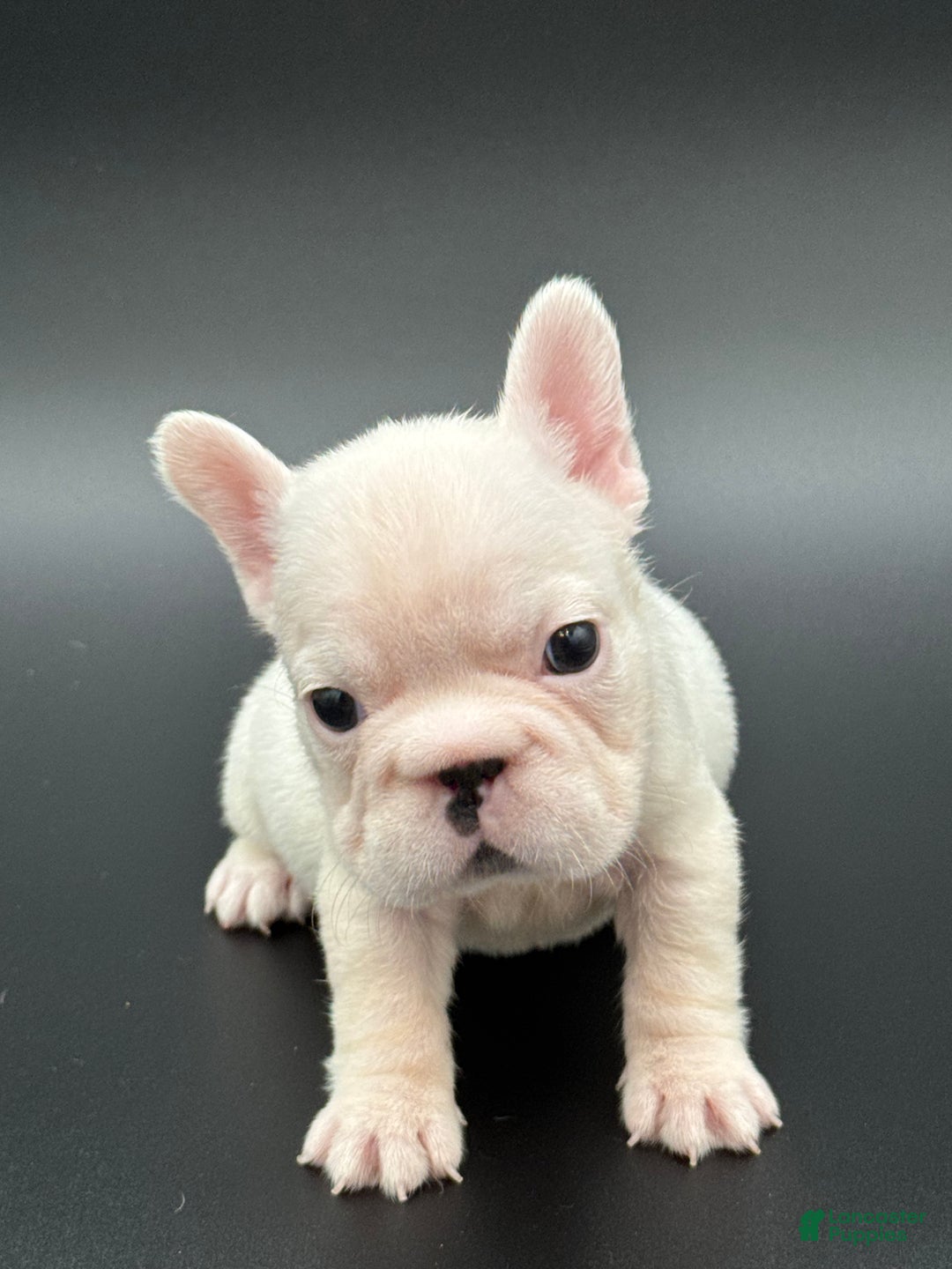French Bulldog dogs for sale: French Bulldog Puppy 3 - Ad 3