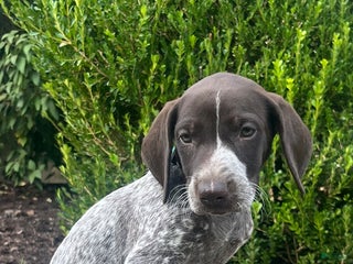 German Shorthaired Pointer dogs - Ad 41