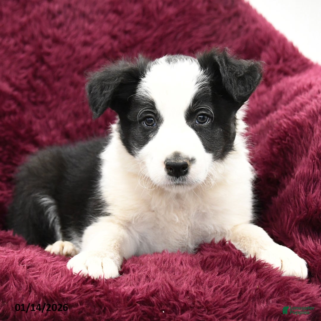 Border Collie dogs for sale: Oakley - Ad 3