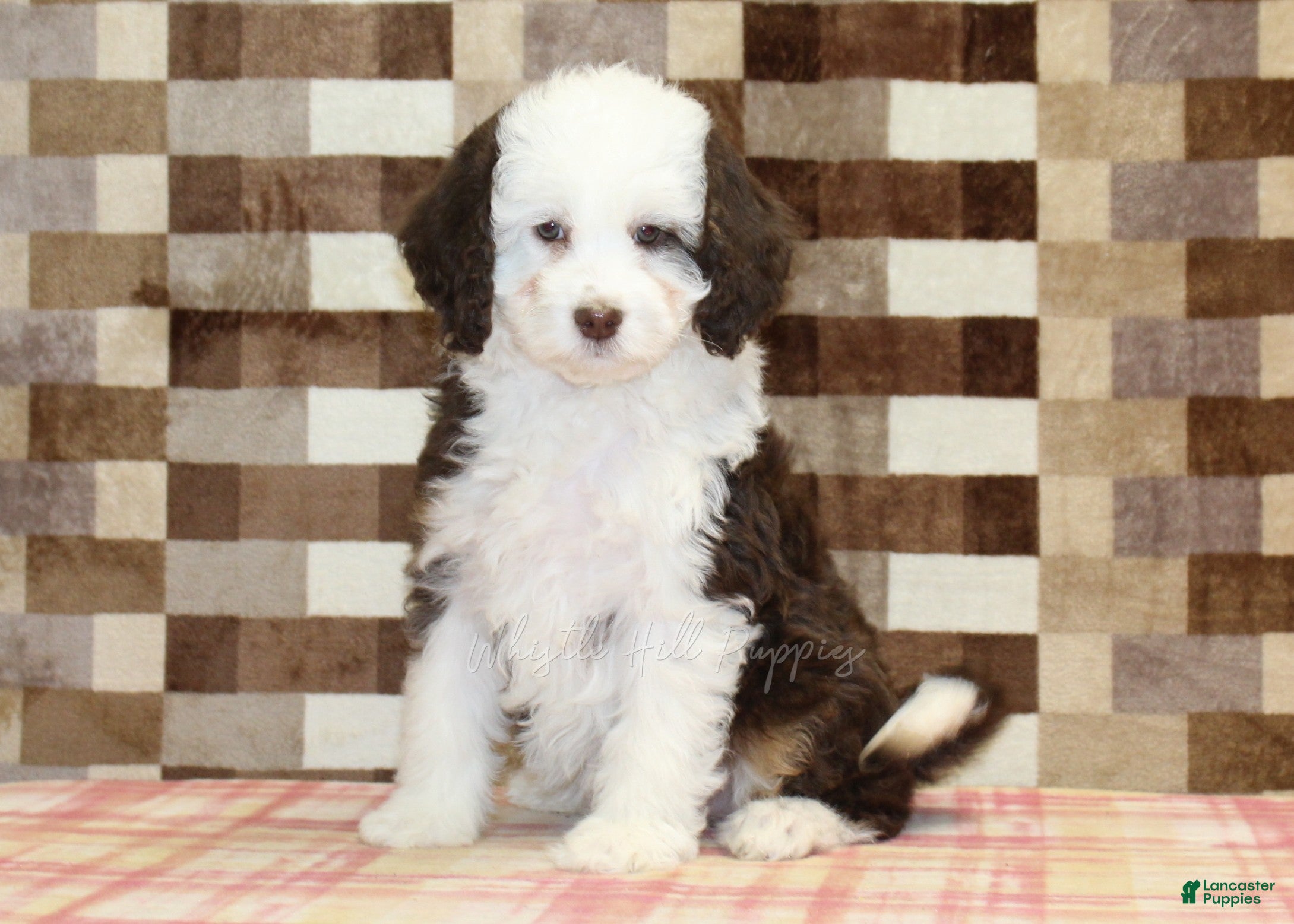 Mini Bernedoodle dogs Honey - Ad 1