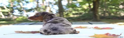 Miniature Dachshund dogs for sale: Seneca - Ad 6