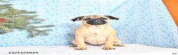 Pug dogs for sale: Goldie - Ad 3