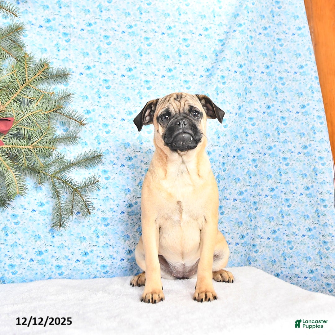 Pug dogs for sale: Goldie - Ad 3