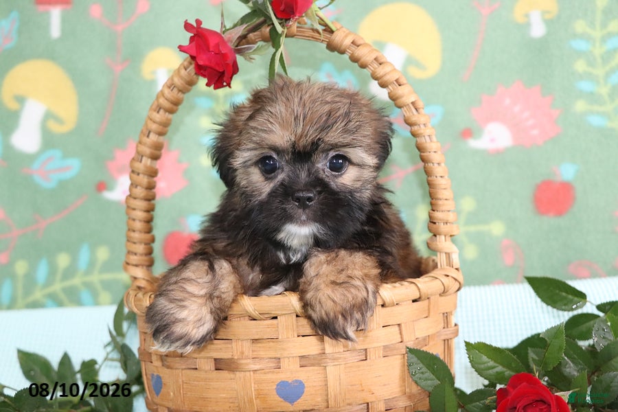 Shorkie dogs Tippy - Ad 1