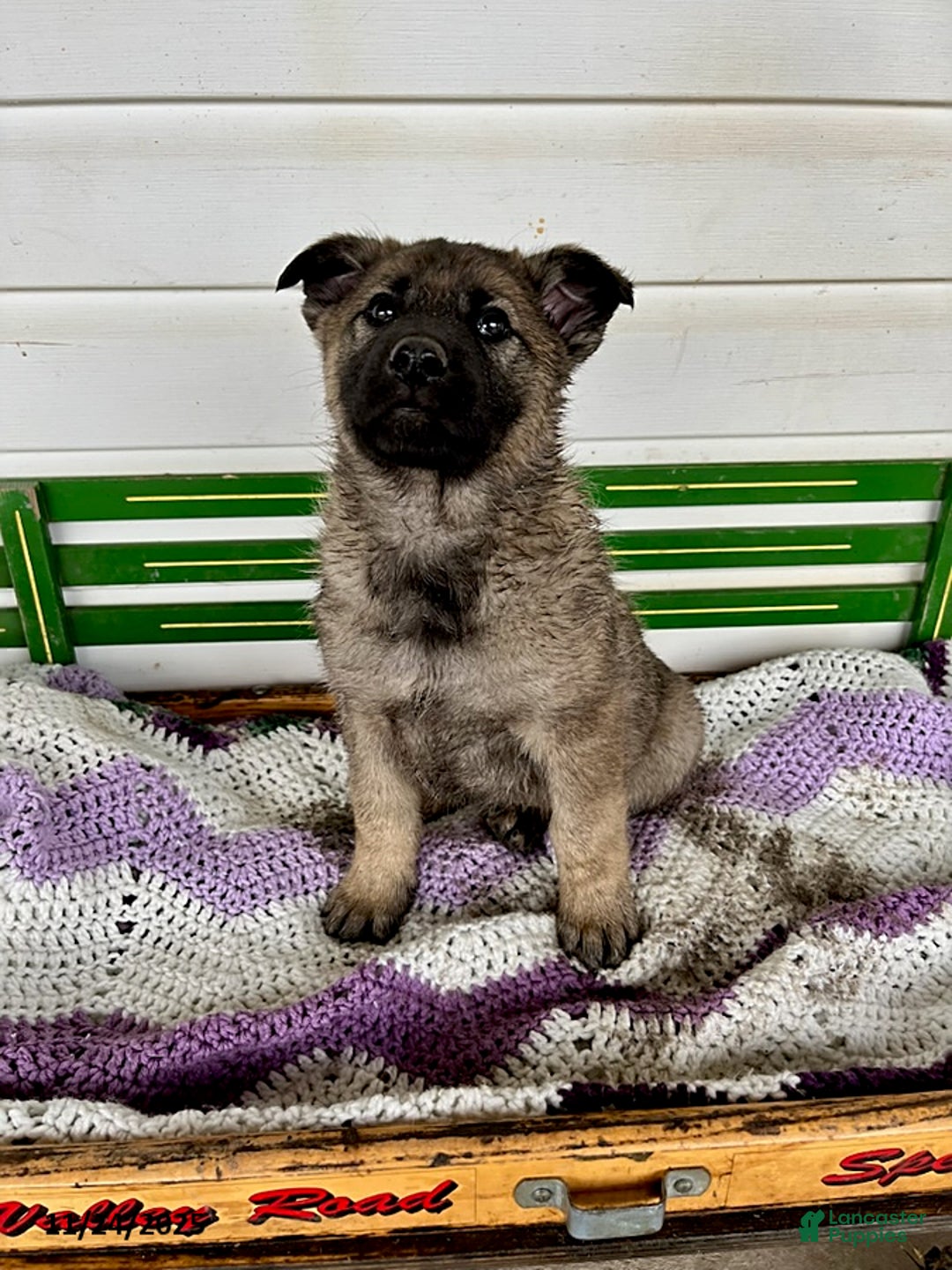 Mixed Breed dogs for sale: Benji - Ad 1