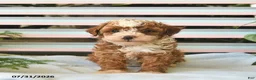 Miniature Poodle dogs for sale: Lenny  - Ad 2