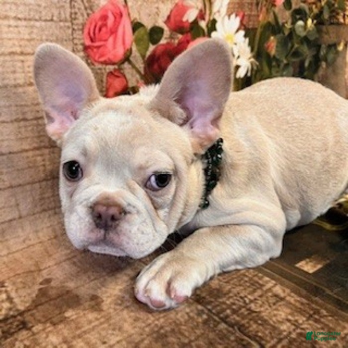 French Bulldog dogs Sarge - Ad 2