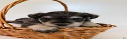 Miniature Schnauzer dogs for sale: Sheba Miniature Schnauzer  - Ad 6