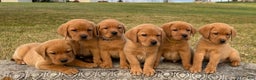 Labrador Retriever dogs for sale: Eleanor Rigby - Ad 5